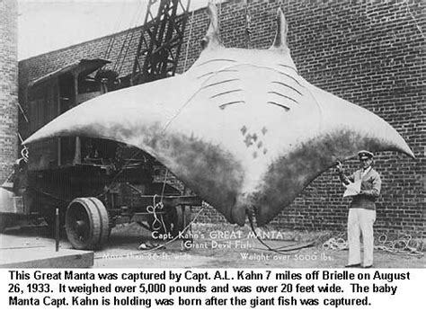 A Look Back At The Largest Manta Ray Ever Captured Weighed Over 5000