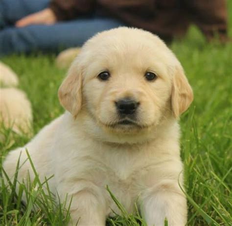 If you are interested in one but want to learn more about them, look no further. Cream White Golden Retriever Puppies! for Sale in Branson ...