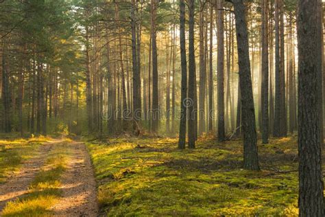 An Autumn Misty Morning In A Tall Pine Forest Stock Photo Image Of