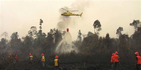 Penyebab Kebakaran Hutan Di Riau Homecare