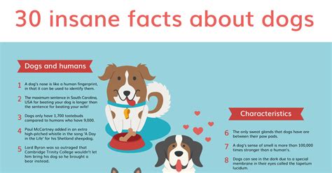 Penguins can convert salt water into freshwater. 30 Dog Fun Facts You May Have Never Known | Vanillapup