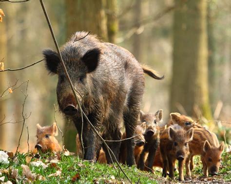 Wild Boar Baiting Tips And Techniques