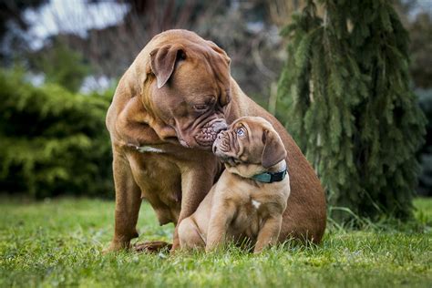 Dogue De Bordeaux Dog Breed Information Temperament And Health