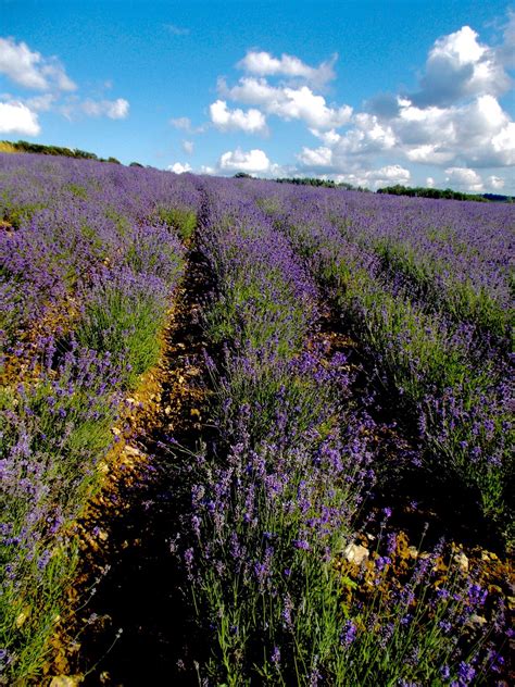 Lavenderlavender Fieldlavender Cultivationlavender Flowersviolet