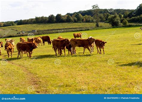 Brown Cows On A Meadow In September Stock Image Image Of Agriculture