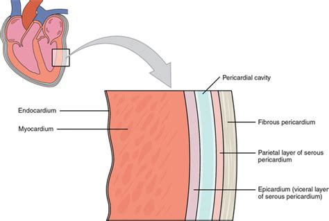 Essential Anatomy And Physiology Of The Pericardium For Clinical