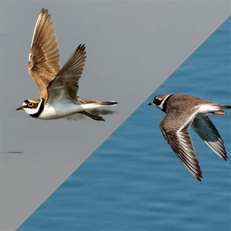 Birds Of Tenerife Birdwatching Tenerife 🍃