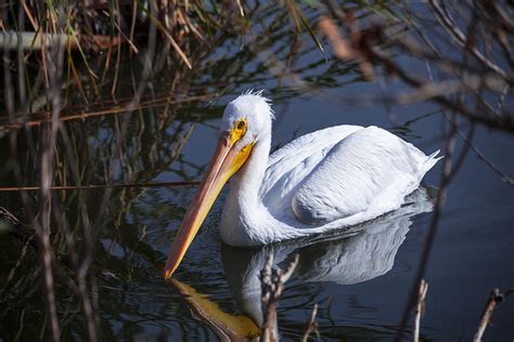 American White Feathered Pelican Bird On Lake Nature Fine Photography