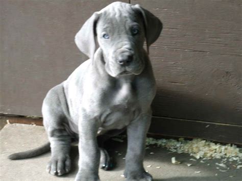 Puppies don't come up a lot in rescue & rehoming, so if you're looking for a puppy, please consider purchasing from a registered and ethical breeder. Blue Great Dane Rescue | PETSIDI