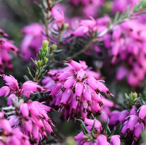 Winter Flowering Plants: The Best Perennials And Shrubs For Your Winter ...