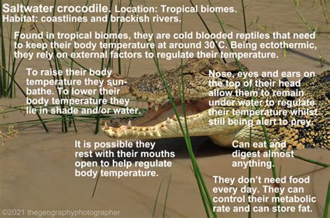 What Are The Adaptations Of A Sltwater Crocodile Saltwater Crocodile