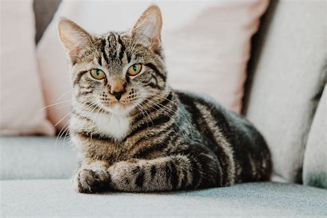 Exploring Tabby Cat Personalities Traits Care And Compatibility