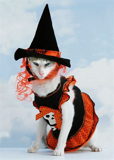 Beautiful Halloween Costumes For Pets Halloween Animals Cat