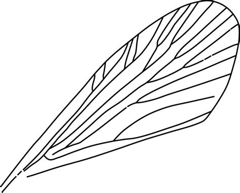 Clipart Insect Wing