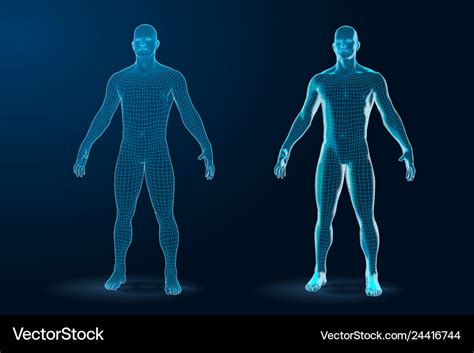 Template Set Human Body D Polygonal Wireframe Vector Image