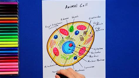 Animal Cell Coloring Answer Key Cell Coloring
