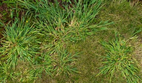 How To Get Rid Of Crabgrass In Your Lawn For Good Obsessed Lawn