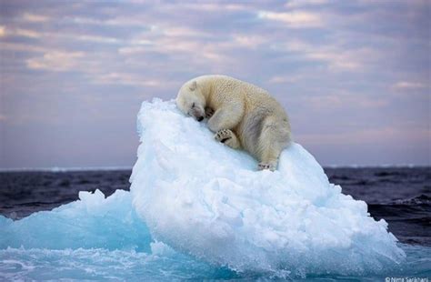 Polar Bear Taking A Nap On An Iceberg Polar Bear Bear Polar