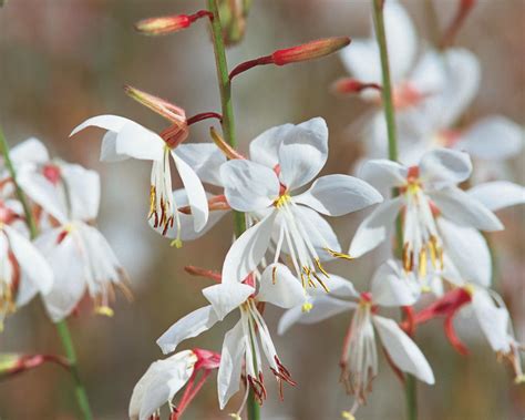 What flowers do butterflies like most. Stratosphere™ White - Butterfly Flower - Gaura lindheimeri ...