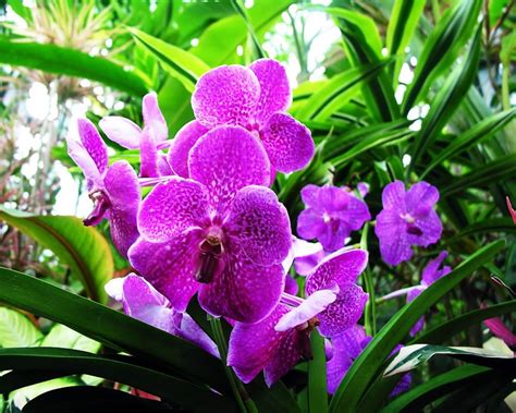 1920x1080 Resolution Purple Moth Orchids In Closeup Photo Hd