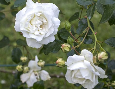 White Dawn Star Roses And Plants