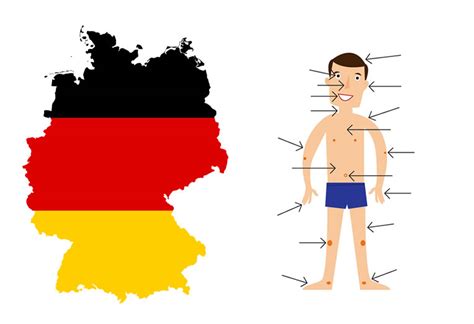 How To Say The Body Parts In German
