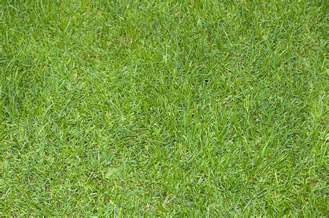Grass Green Nature Environment Landscape Pattern Field Lawn Texture Outdoors Pxfuel