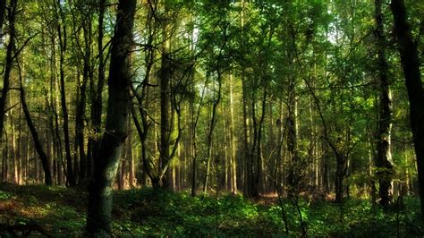 Free Download Green Forest Wallpaper 6022 1920x1080 For Your Desktop