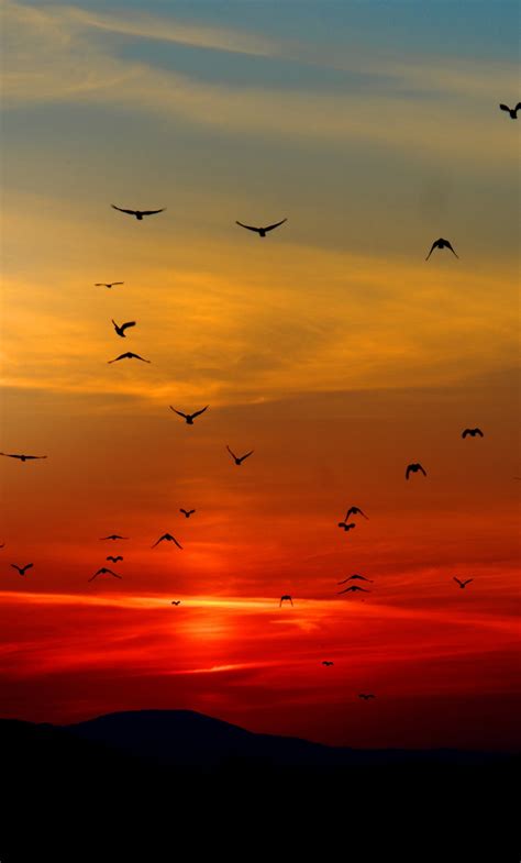 1280x2120 Birds Flying Towards Sunset 4k 5k Iphone 6 Hd 4k Wallpapers