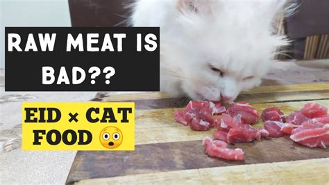 You'll save money making cat food at home. Raw cat food is good or bad | homemade cat food at home ...
