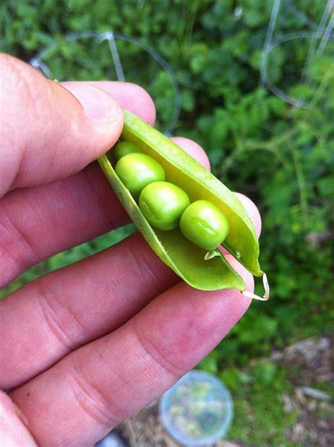 How To Grow Peas From Start To Finish Updated For 2018