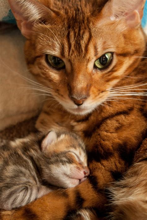 12 Reasons Why You Should Never Own Bengal Cats