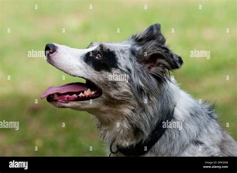 Working Border Collie Hi Res Stock Photography And Images Alamy
