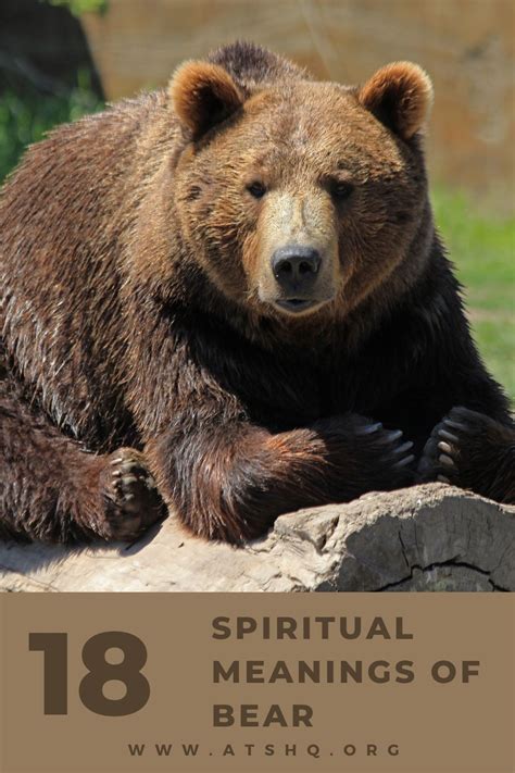 Bear Symbolism 18 Spiritual Meanings Of Bear