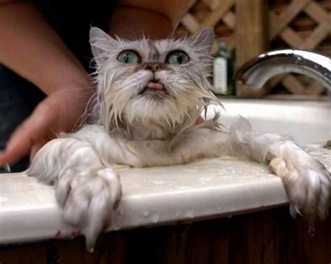 Cat Traumatized By Bath Image Cat Lovers Mod Db