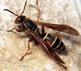 What Is A Paper Wasp