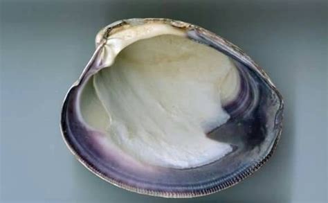 Pair Of Hardshell Clam Quahogs Cape Cods Best Purple And Etsy
