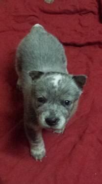 We have a female blue heeler puppy named lily who is just over six months. Adorable Blue Heeler Puppies for sale! for Sale in Dalton ...