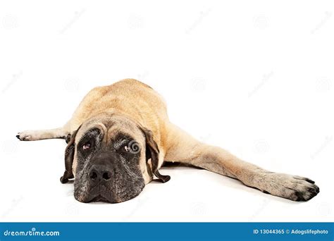 Mastiff Dog Laying Down Royalty Free Stock Photo Image 13044365