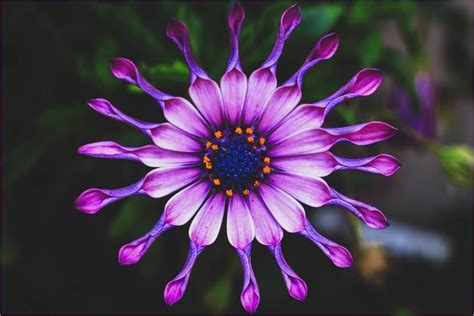 20 African Daisies The Undeniable Beauty Of Africa Travel Yourself
