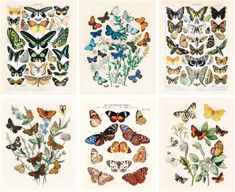 Buy Artivo Vintage Butterfly Art Prints 6 Set 8x10 Butterflies Vintage