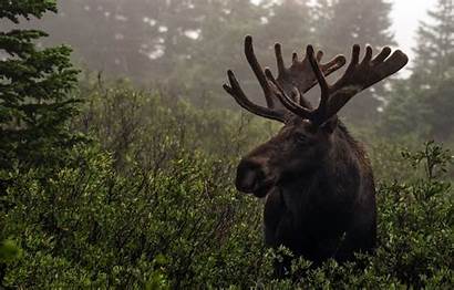 Moose Desktop Background Backgrounds Wallpapers Animal Nature