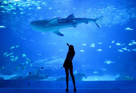 These Are The Biggest And Best Aquariums In The World Traveler Dreams