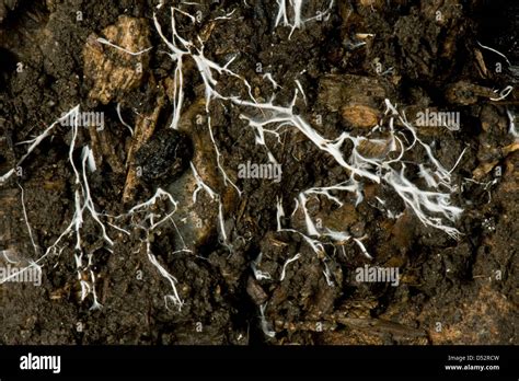 Branching Threads Of Fungus Mycelium In Organic Soil Stock Photo Alamy