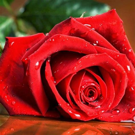 Lovely Rose Seeds Red Roses Rose Images Hd