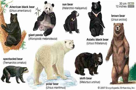 Are Pandas Considered Bears Similarities And Differences
