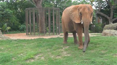 Various Animals At The Miami Zoo Youtube