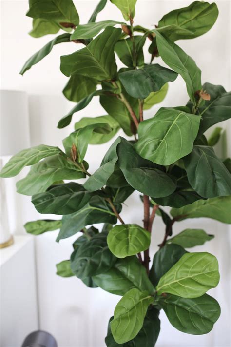 Best Fake Artificial Faux Realistic Plants That Look Real Fiddle Fig