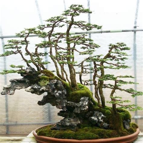 Ficus prefers to stay put. Top 8: Stunning Rock Bonsai trees - Bonsai Empire