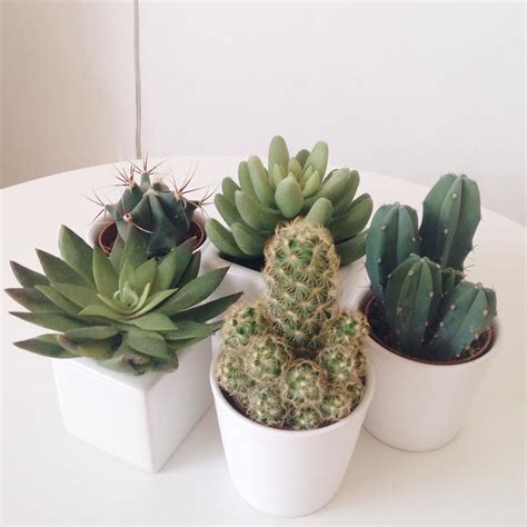 Happily Plant Mom Aesthetic Green Aesthetic Indoor Cactus Plants